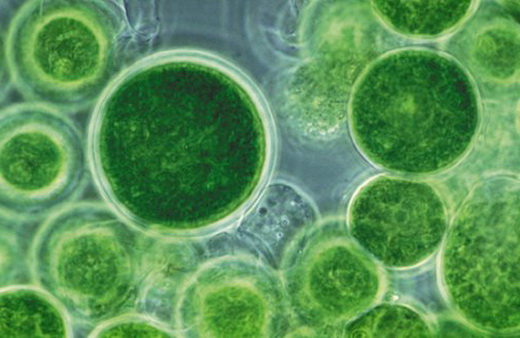 рождение жизни не земле 