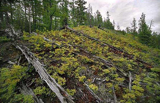 Факты после падения метиорита